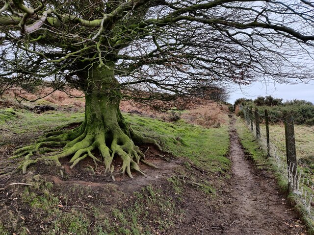 Tree along the Shropshire Way