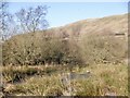 Wetland, Ashenwell