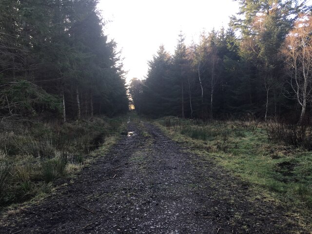 Track into forestry near Braevail Farm