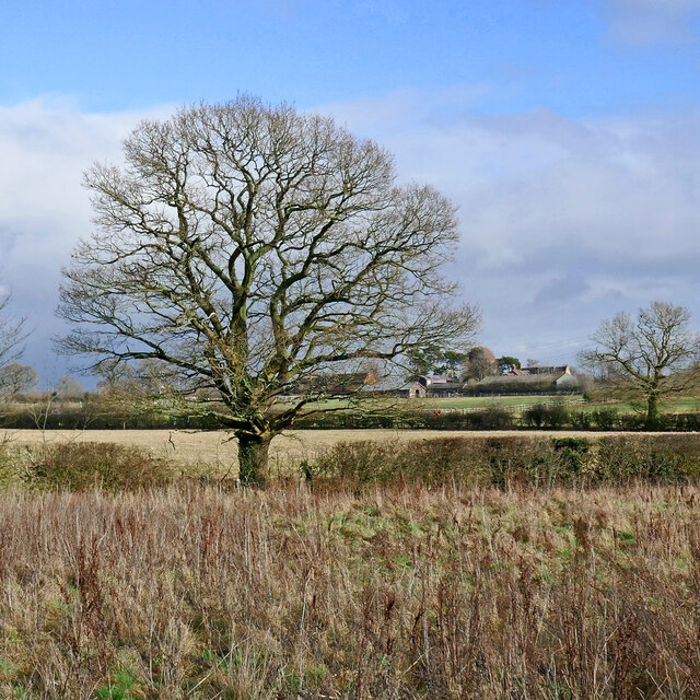 Rough pasture and oak tree near Codsall Wood, Staffordshire