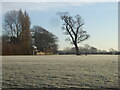 Lone tree on the playing field at Winkton