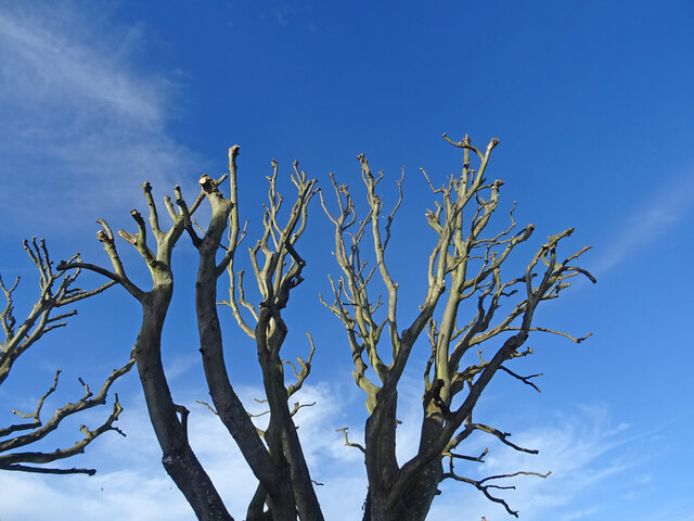Pollarded Tree, Holy Island