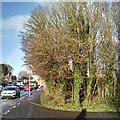 Ivy-covered tree trunks