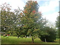 Chequer Tree Changing to Autumn Colours