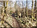 Path, Lennox Forest