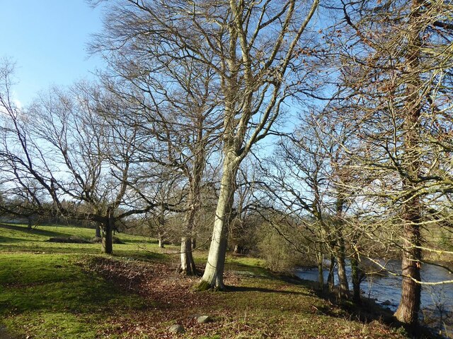 Trees on the banks of the North Tyne