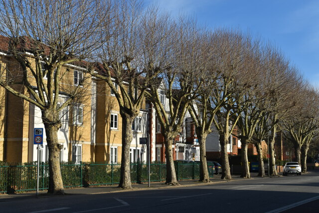 A fine line of trees beside Kingston Road