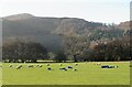 Sheep pasture at Manor Farm