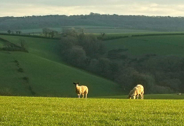 Sheep near Coarsewell
