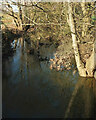 Congresbury Yeo at Beam Bridge