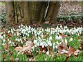 Snowdrops in Sharsted Court, Newnham