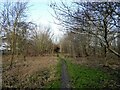 Path in Bell Pit Wood