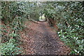 Footpath, Knole Park