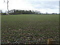 Field east of Longcroft Farm