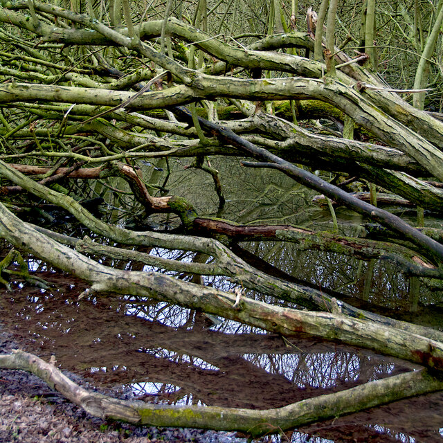 Timber tangle, near Hessle