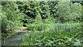 Pond, Chipperfield Common