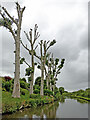 Dying canalside poplar trees near Stafford