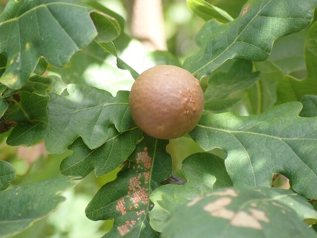 Marble Wasp Gall