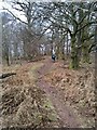 Path, Killearn Glen