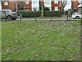 Harehills Park: crocuses emerging