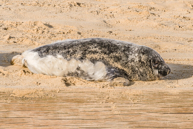 Juvenile Grey Seal