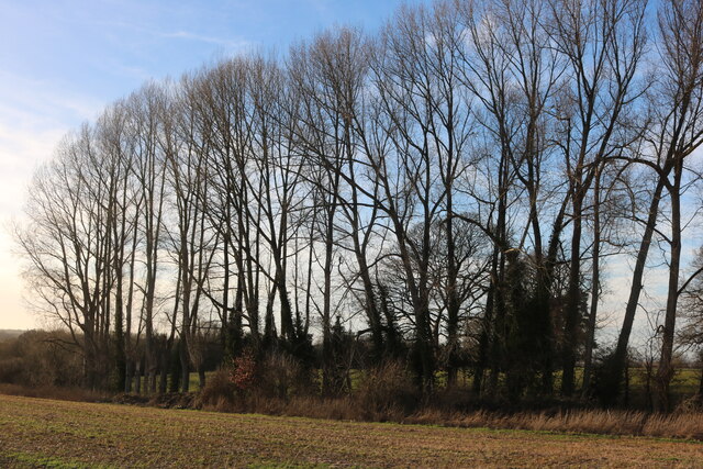 Row of poplar trees in Hinton Waldrist