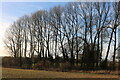 Row of poplar trees in Hinton Waldrist