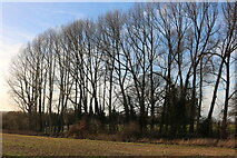 SU3798 : Row of poplar trees in Hinton Waldrist by David Howard