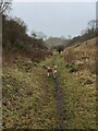 Path of old Railway Line in Old Warden Tunnel Nature Reserve