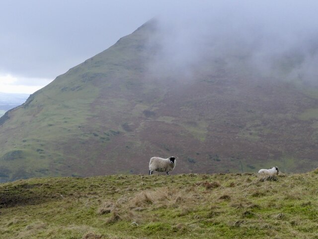 Sheep above Alva