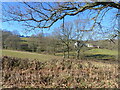 Fields, trees and farm buildings seen from the road, near Ty-Freeman