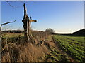 Stricken tree near Bass Wood