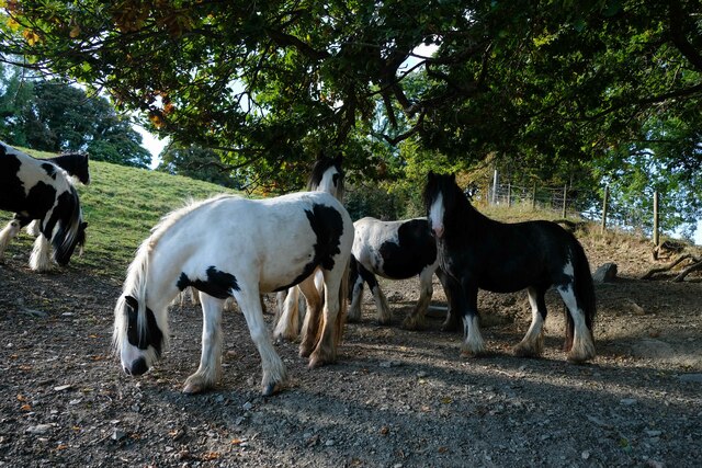 Ponies on Offa's Dyke Path