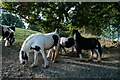 SJ2637 : Ponies on Offa's Dyke Path by Jeff Buck