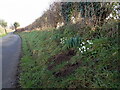 Snowdrops and daffodil heads in the hedgebank