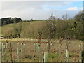 New tree planting at Glendearg