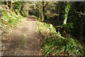 Forest path to Ruardean Woodside