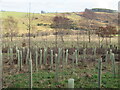 New trees at Glendearg