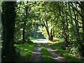 House access track, Shalford Common