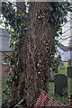 SK6917 : Churchyard tree trunk, with Ivy by Bob Harvey