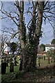 SK6917 : Trunk of a churchyard tree by Bob Harvey