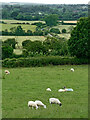 Staffordshire pasture near High Offley