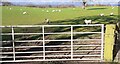 NY5162 : Sheep in field on north side of A6071 at Bright Riggs by Luke Shaw