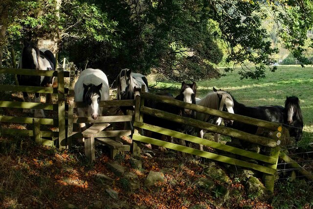 A Stile with Ponies on Offa's Dyke