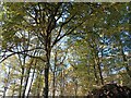 Autumnal trees in Ast Wood