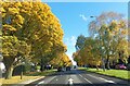 Autumnal trees along the A40