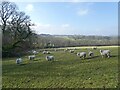 Sheep on Girt Farm