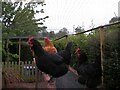 Chickens in pen