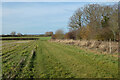 Farmland, Wheatfield