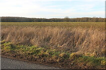 SP4300 : Field by Netherton Road, Appleton by David Howard